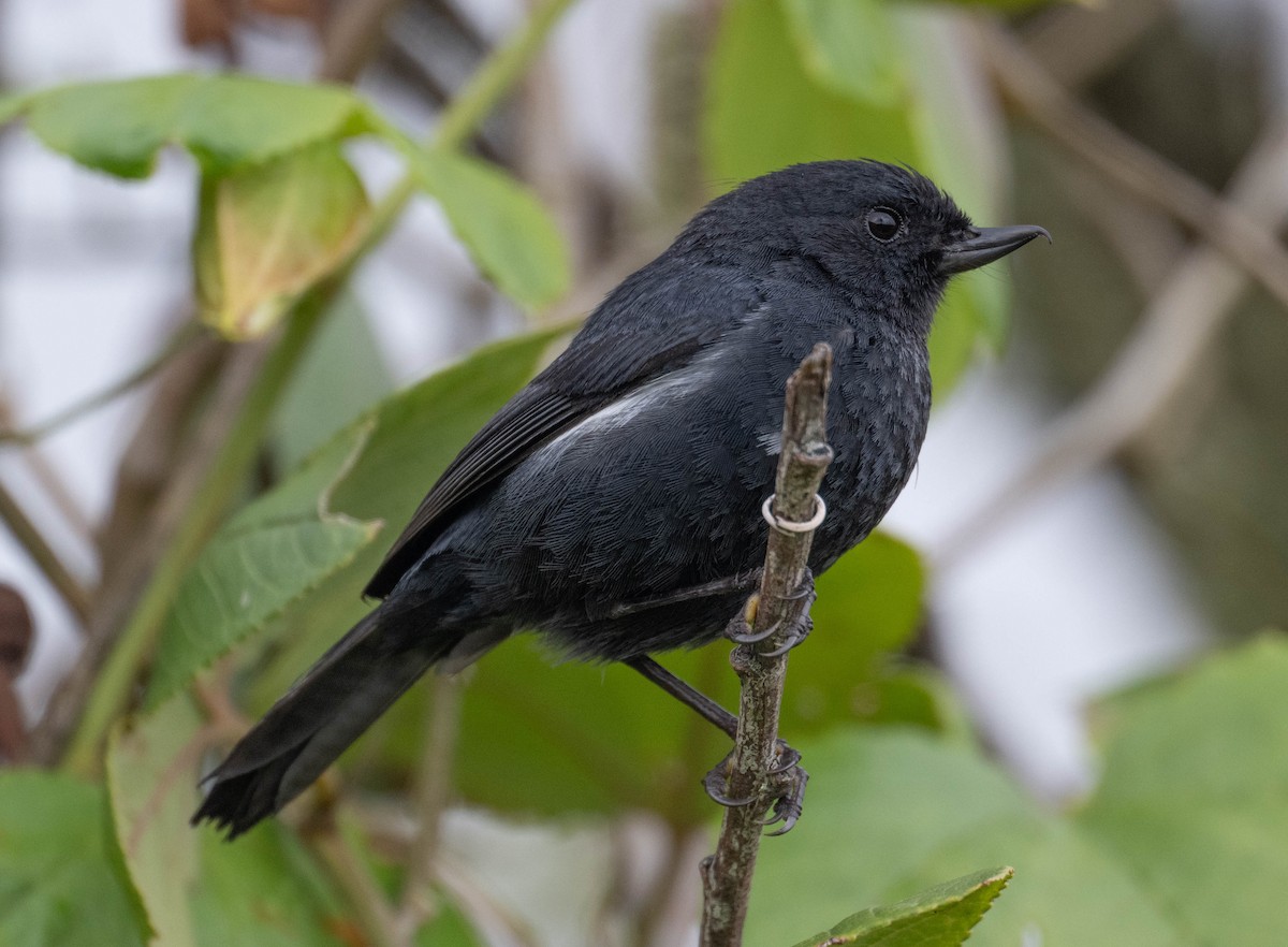 Pinchaflor Flanquiblanco - ML646200714