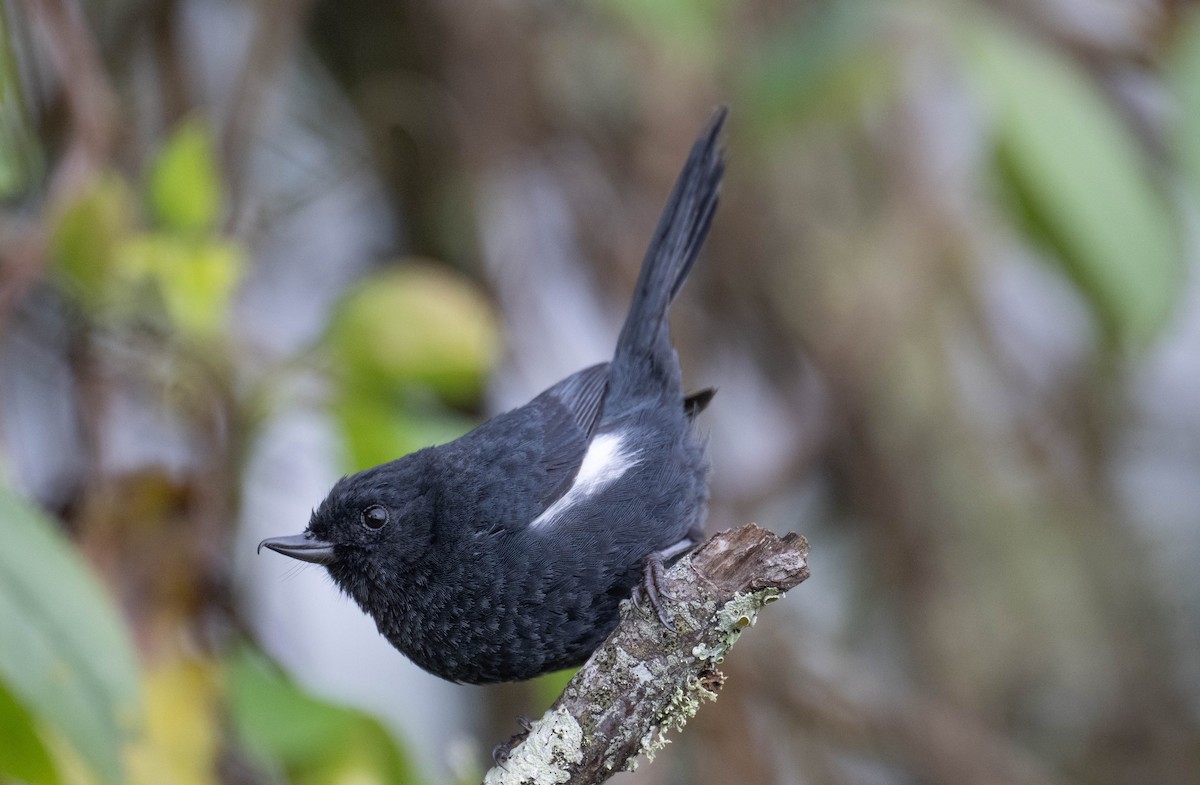Pinchaflor Flanquiblanco - ML646200715