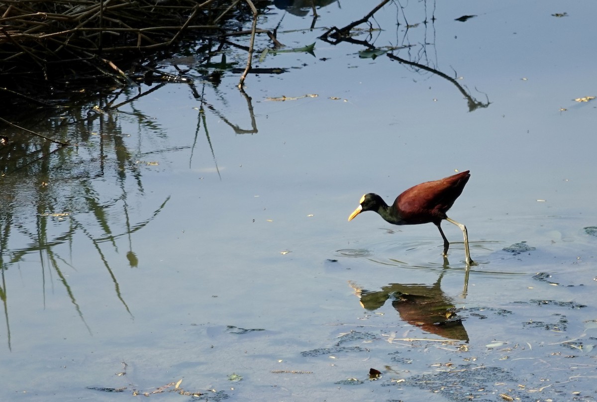 Northern Jacana - ML646200722