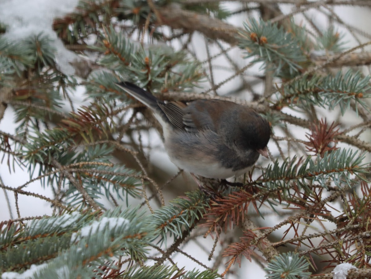 Dark-eyed Junco - ML646200723