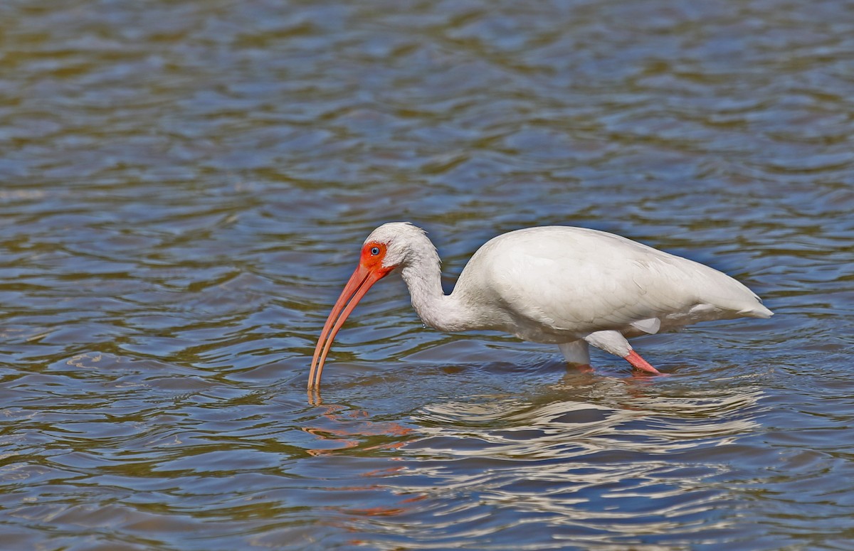 シロトキ - ML646200726