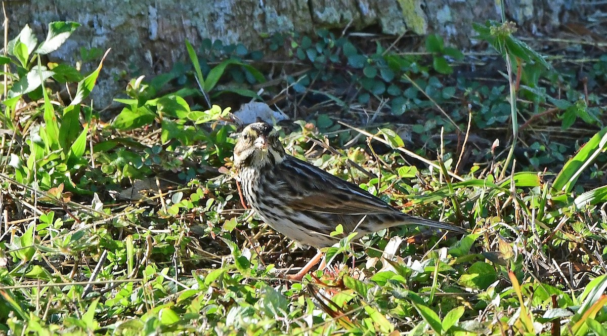 Savannah Sparrow - ML646200727