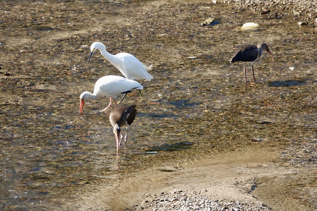 White Ibis - ML646200732