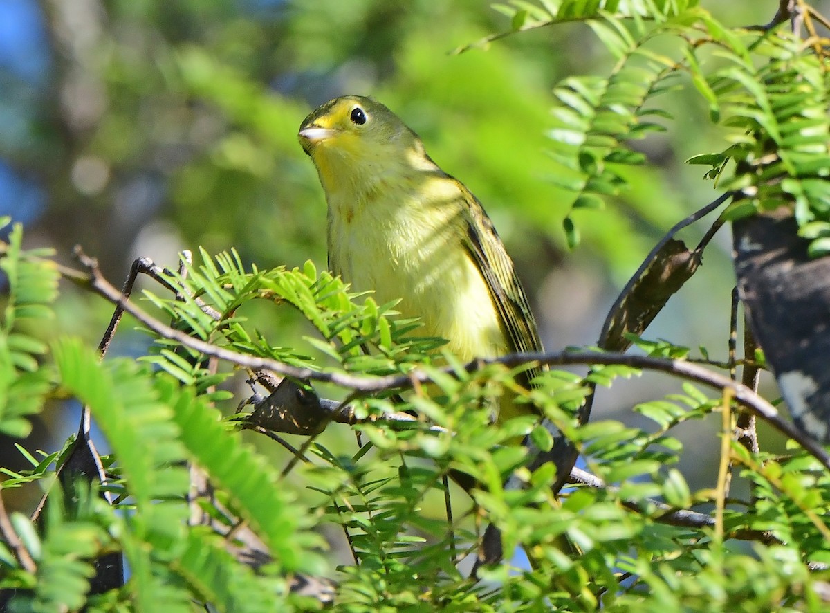 Northern Yellow Warbler - ML646200737