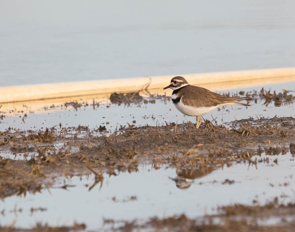 Killdeer - ML646200741