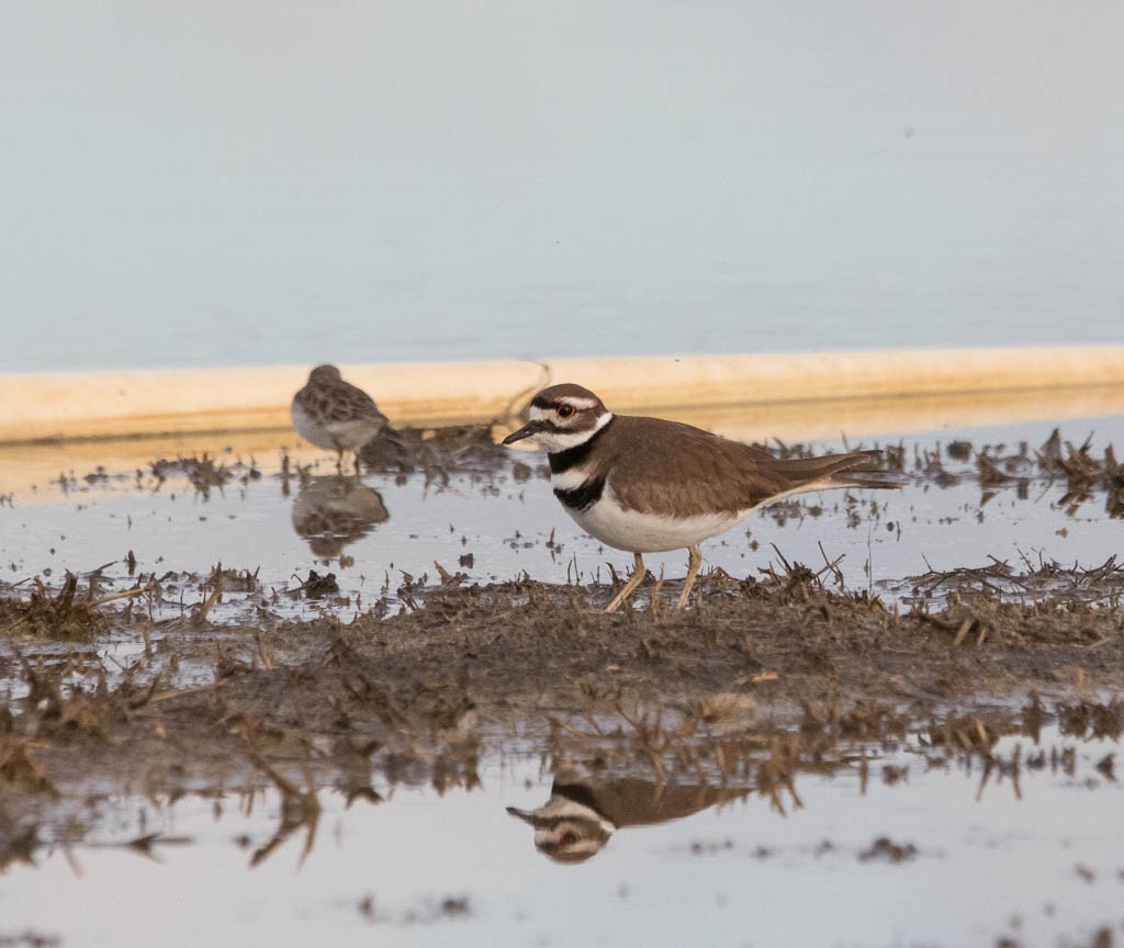 Killdeer - ML646200742