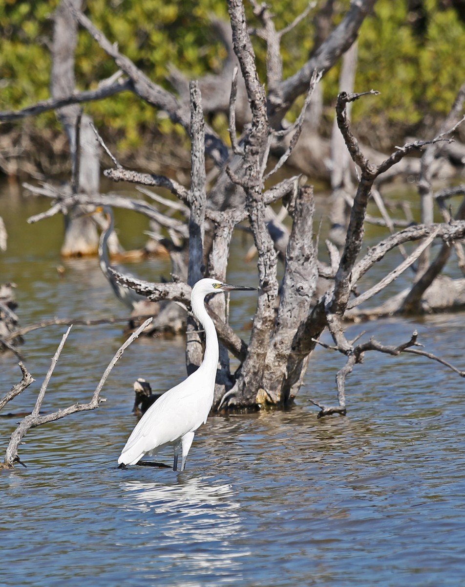 アカクロサギ - ML646200747