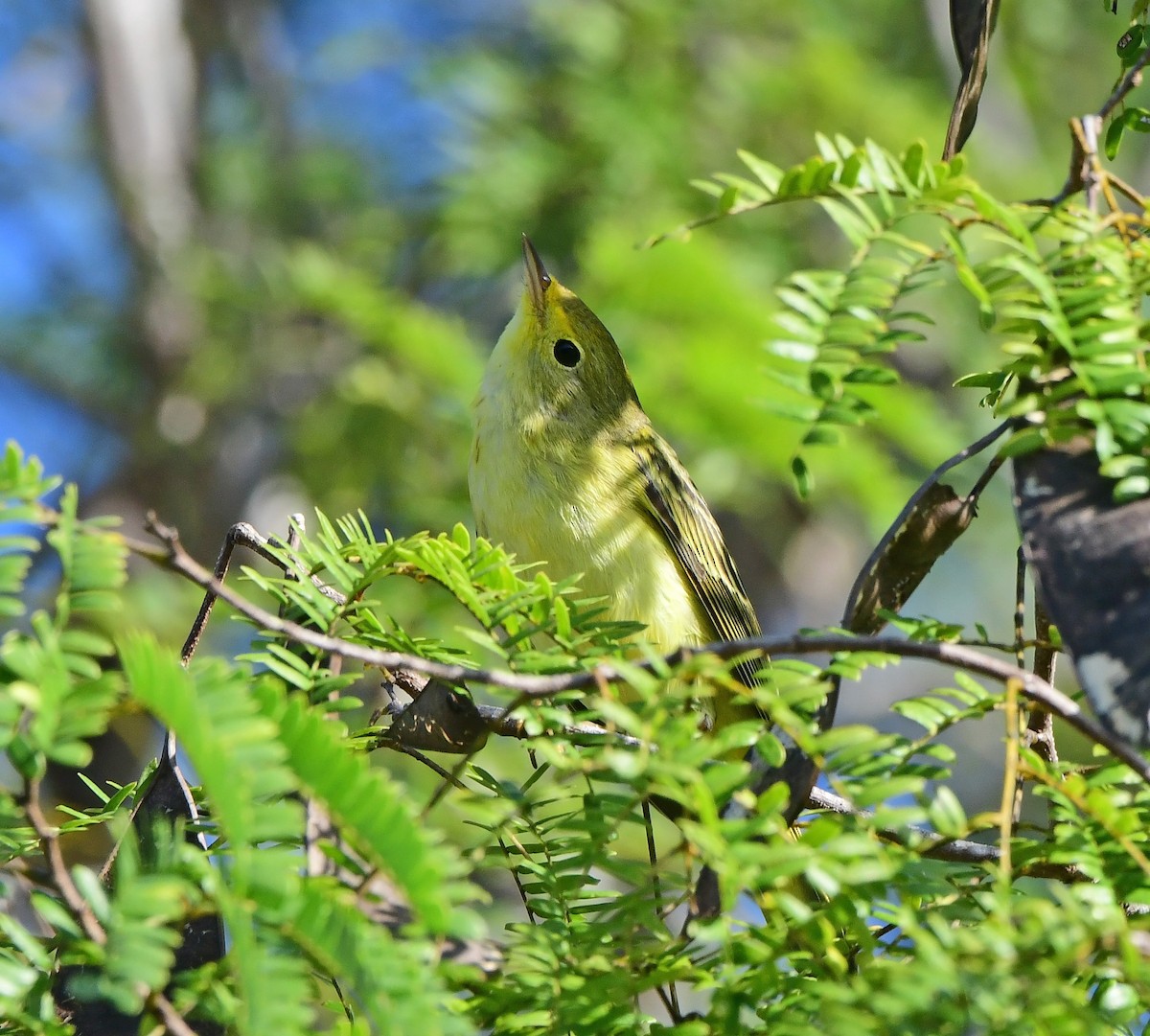 Northern Yellow Warbler - ML646200752