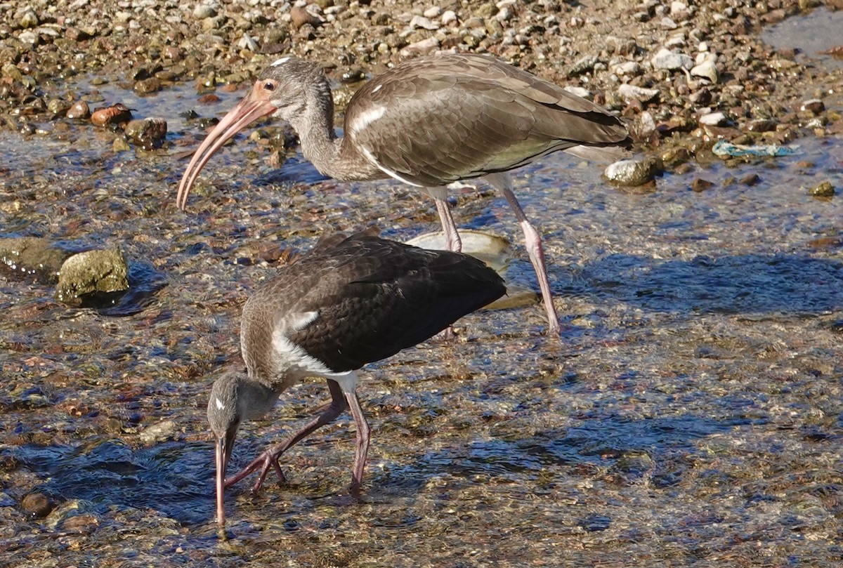 White Ibis - ML646200759
