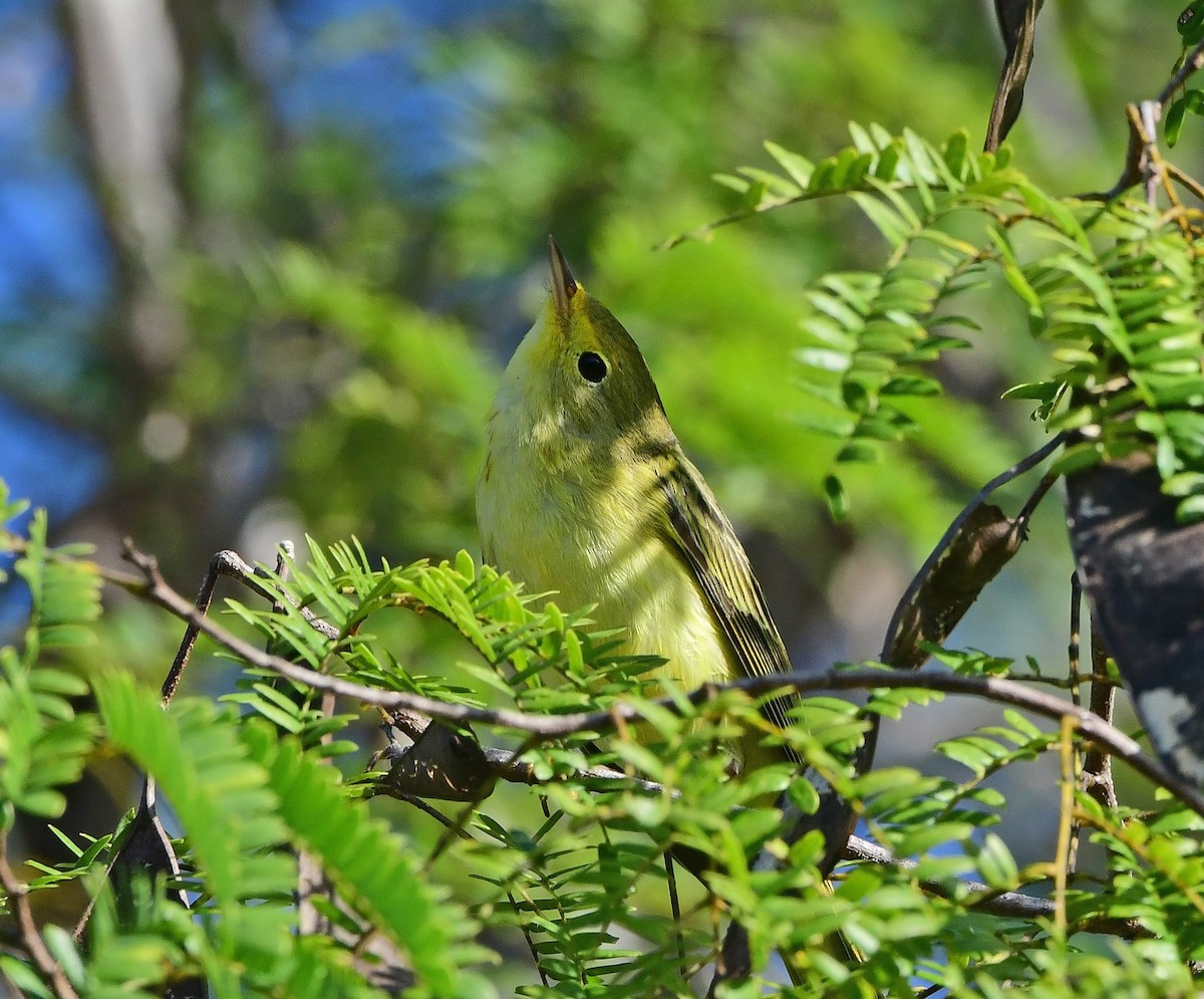 Northern Yellow Warbler - ML646200761