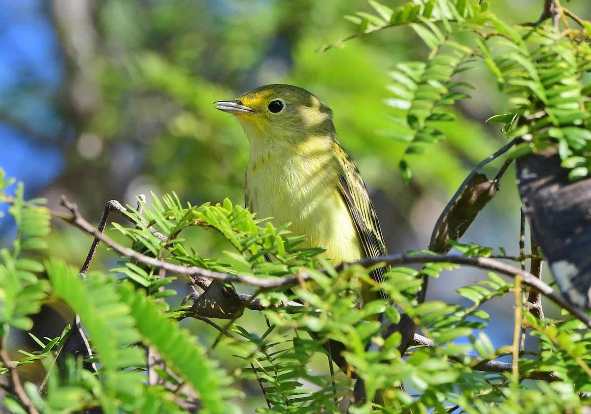 Northern Yellow Warbler - ML646200762