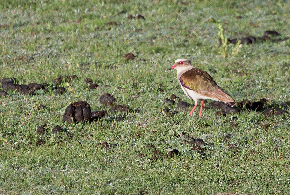 Andean Lapwing - ML646200765
