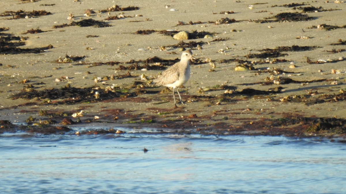 חופזי מנומר - ML646200767