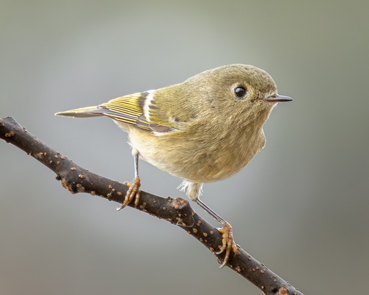 Ruby-crowned Kinglet - ML646200774