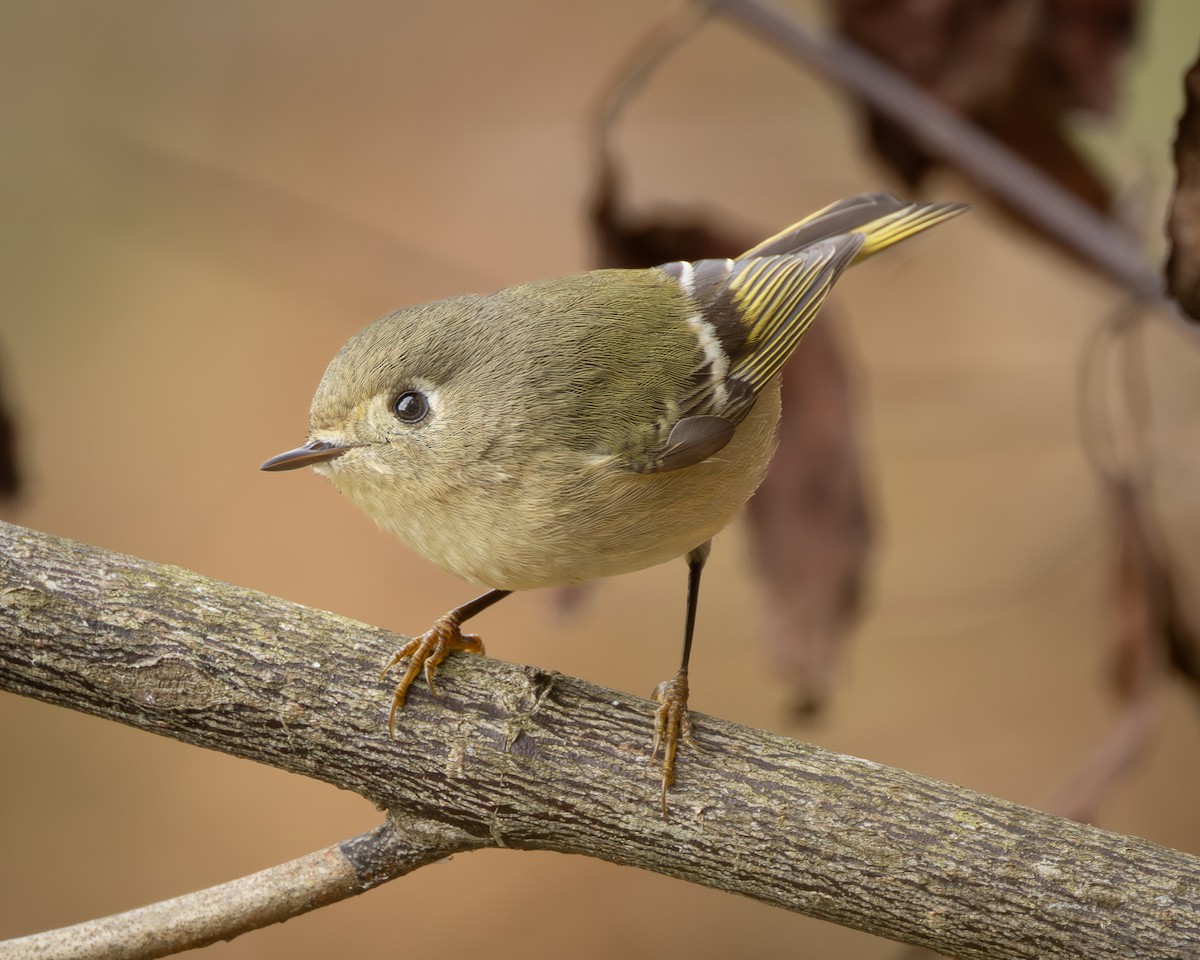Ruby-crowned Kinglet - ML646200775