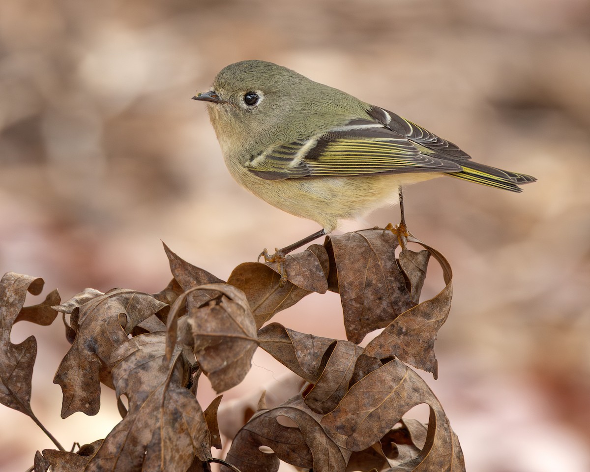 Ruby-crowned Kinglet - ML646200776