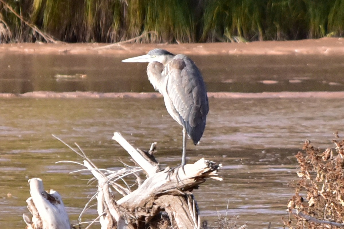 Great Blue Heron - ML646200785