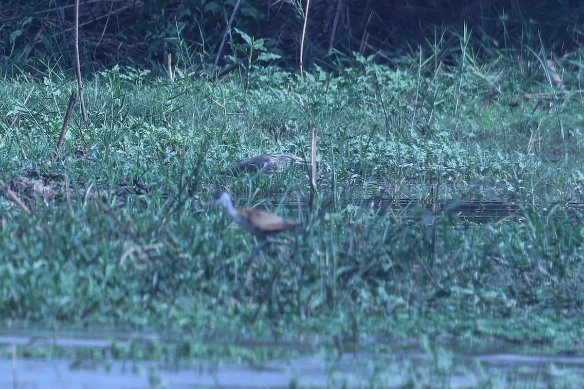 Black-crowned Night Heron - ML646200788