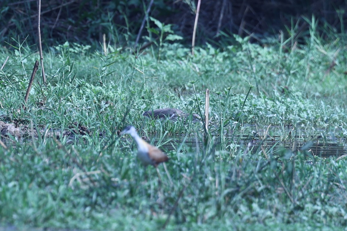 Black-crowned Night Heron - ML646200789