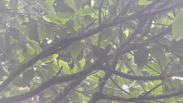 momot modrobrvý - ML646200796