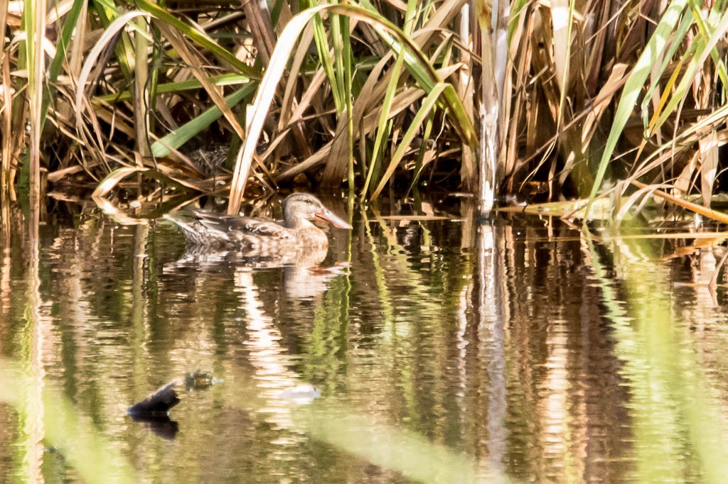 Northern Shoveler - ML646200801
