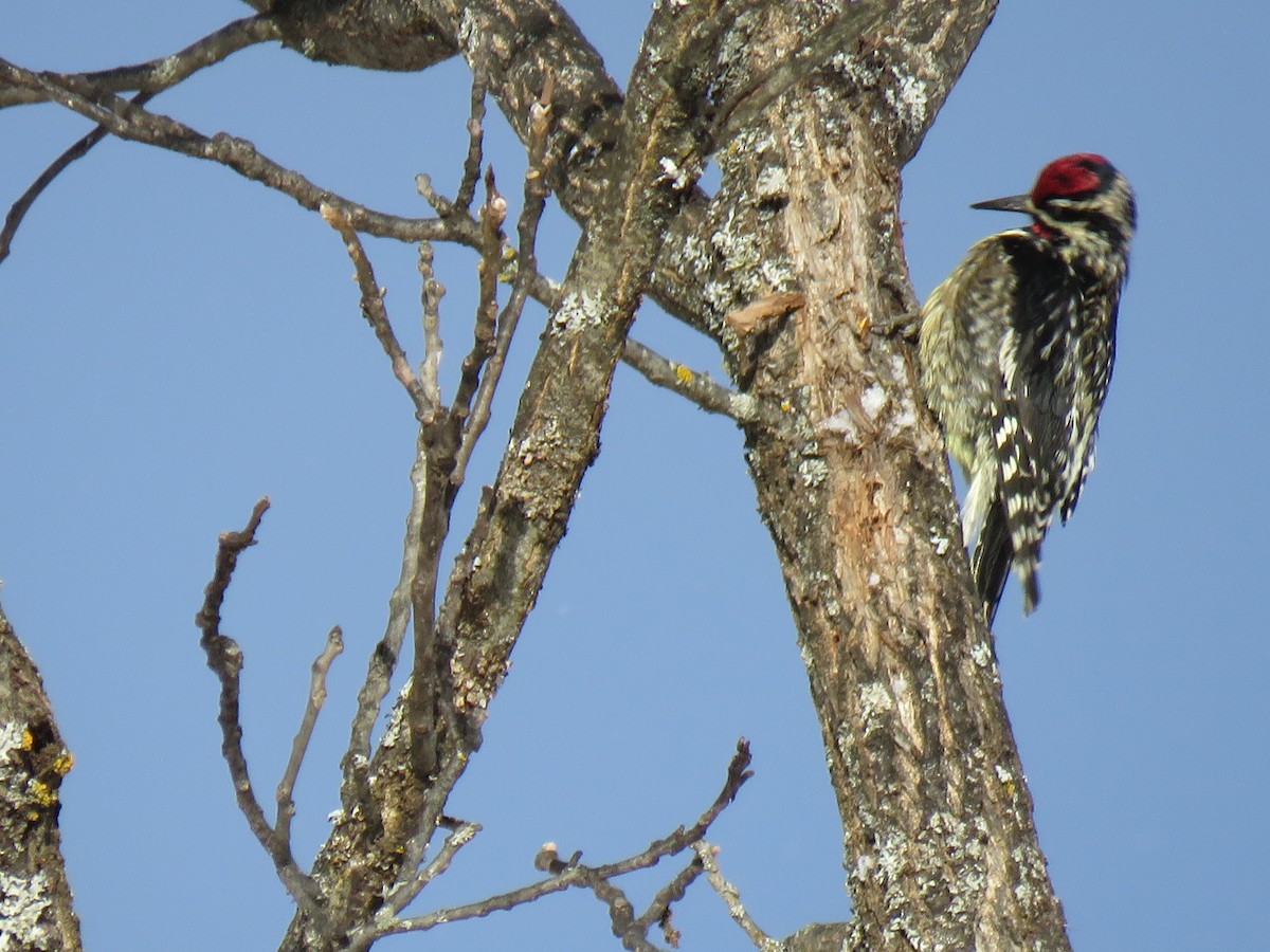 Yellow-bellied Sapsucker - ML646200802