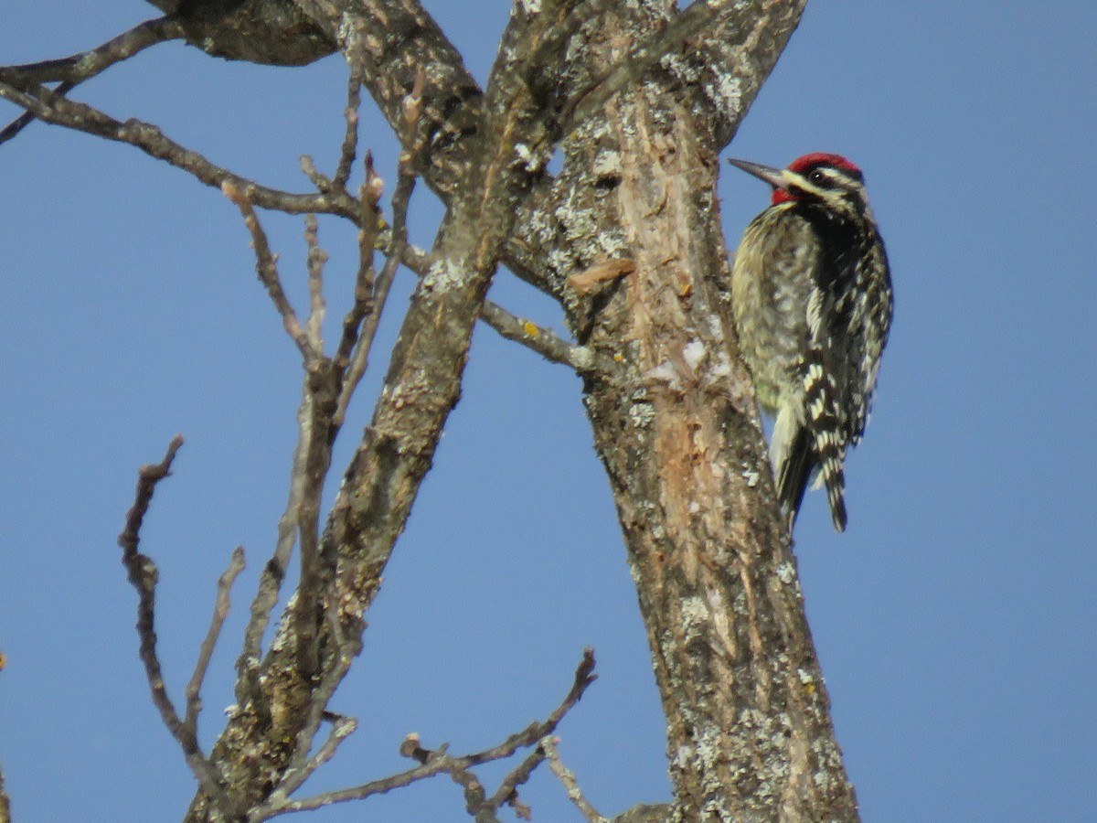 Yellow-bellied Sapsucker - ML646200803