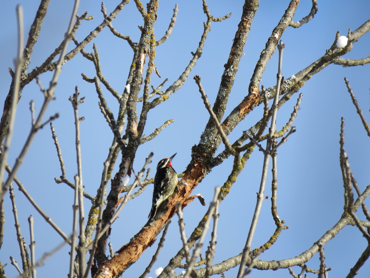 Yellow-bellied Sapsucker - ML646200804