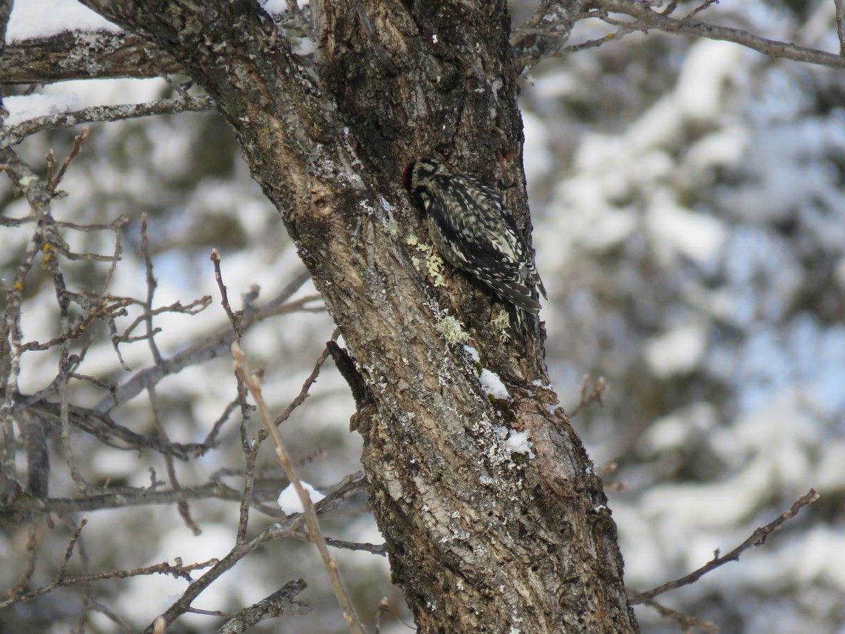 Yellow-bellied Sapsucker - ML646200805