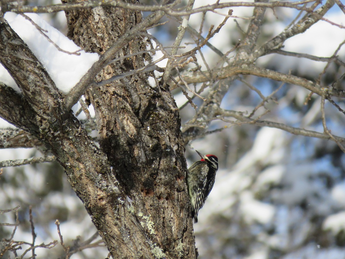 Yellow-bellied Sapsucker - ML646200806