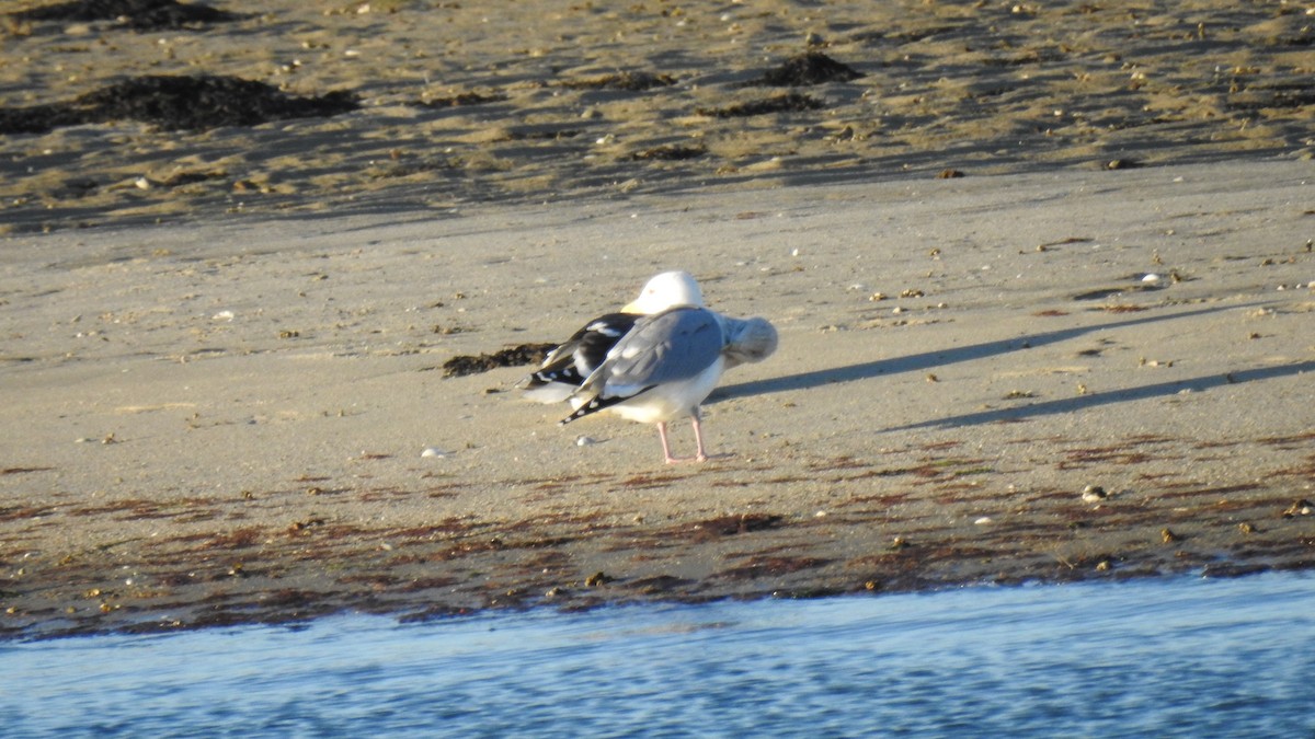 Büyük Kara Sırtlı Martı - ML646200808