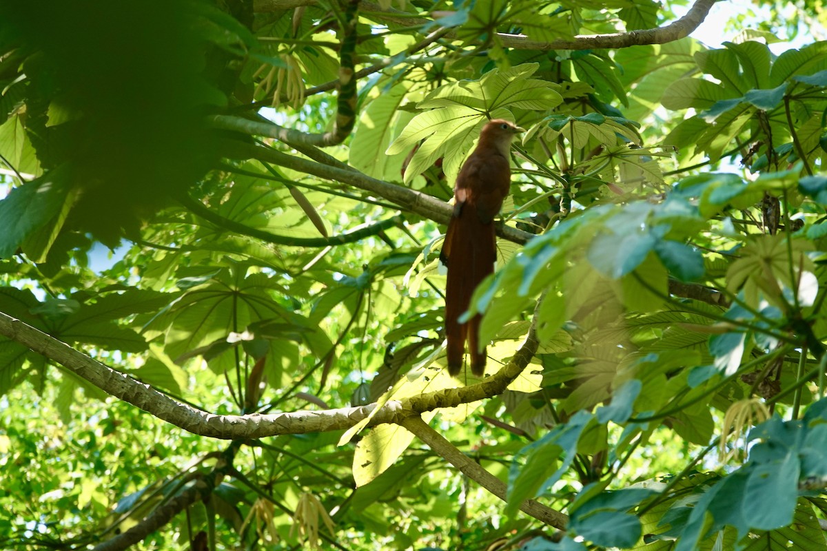 Mexican Squirrel-Cuckoo - ML646200811