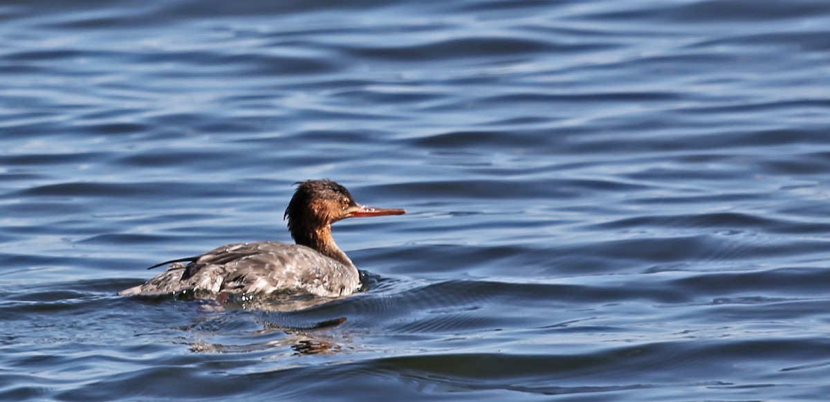 ウミアイサ - ML646200813