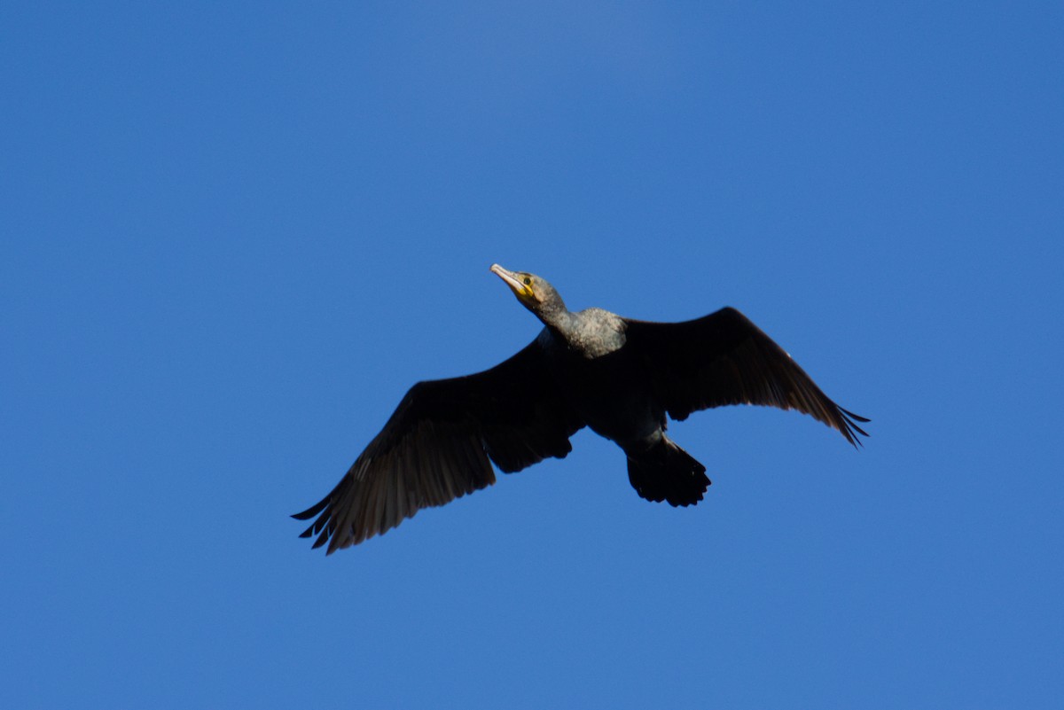 Great Cormorant - ML646200818