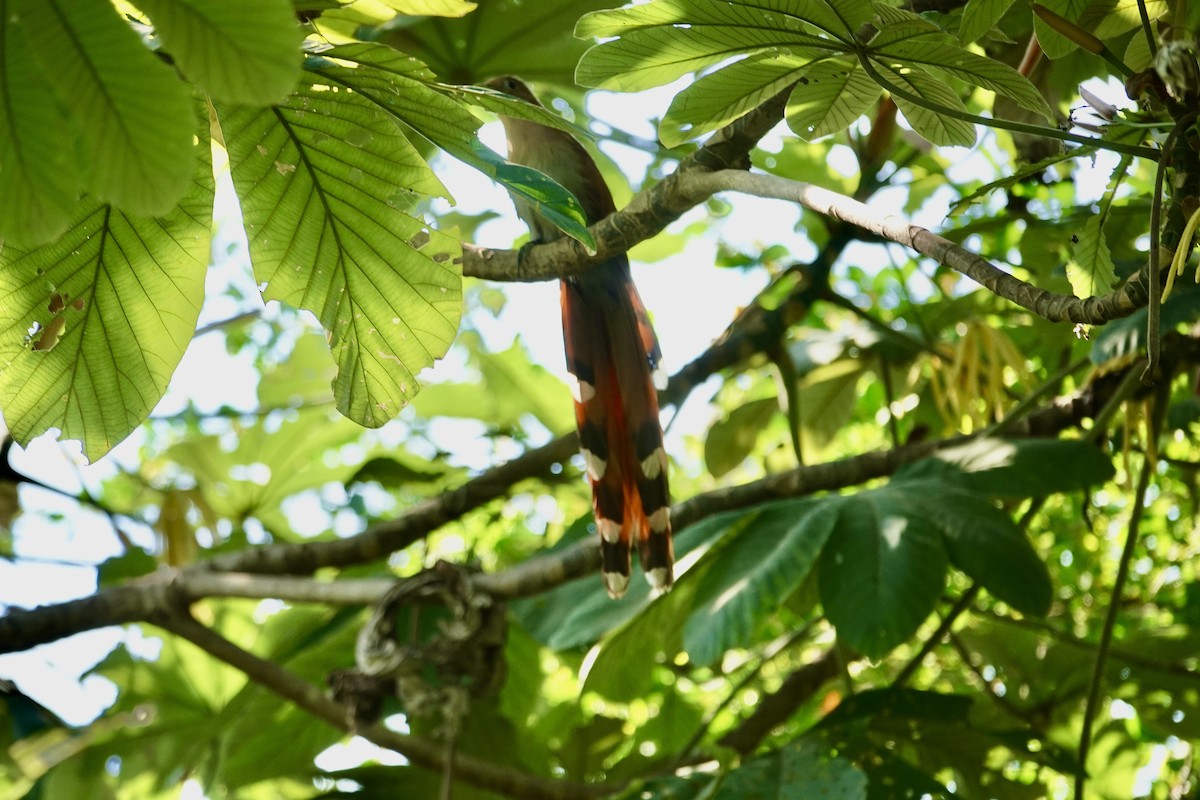 Mexican Squirrel-Cuckoo - ML646200819