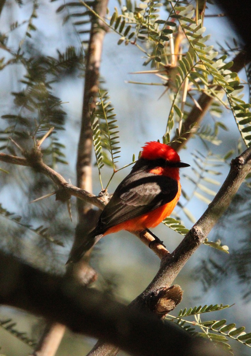 Vermilion Flycatcher - ML646200824