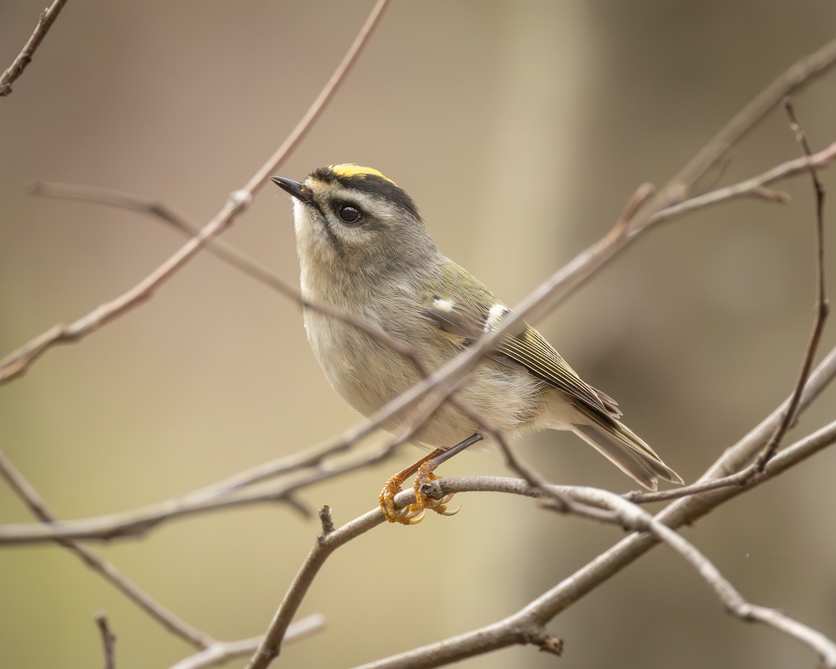 Golden-crowned Kinglet - ML646200832