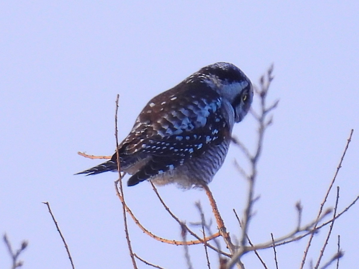 Northern Hawk Owl - ML646200833