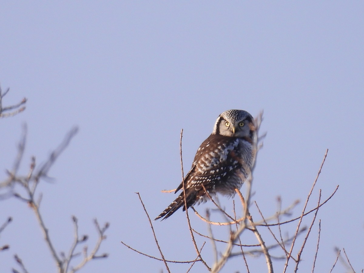 Northern Hawk Owl - ML646200836