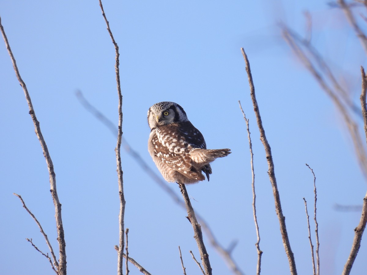 Northern Hawk Owl - ML646200837