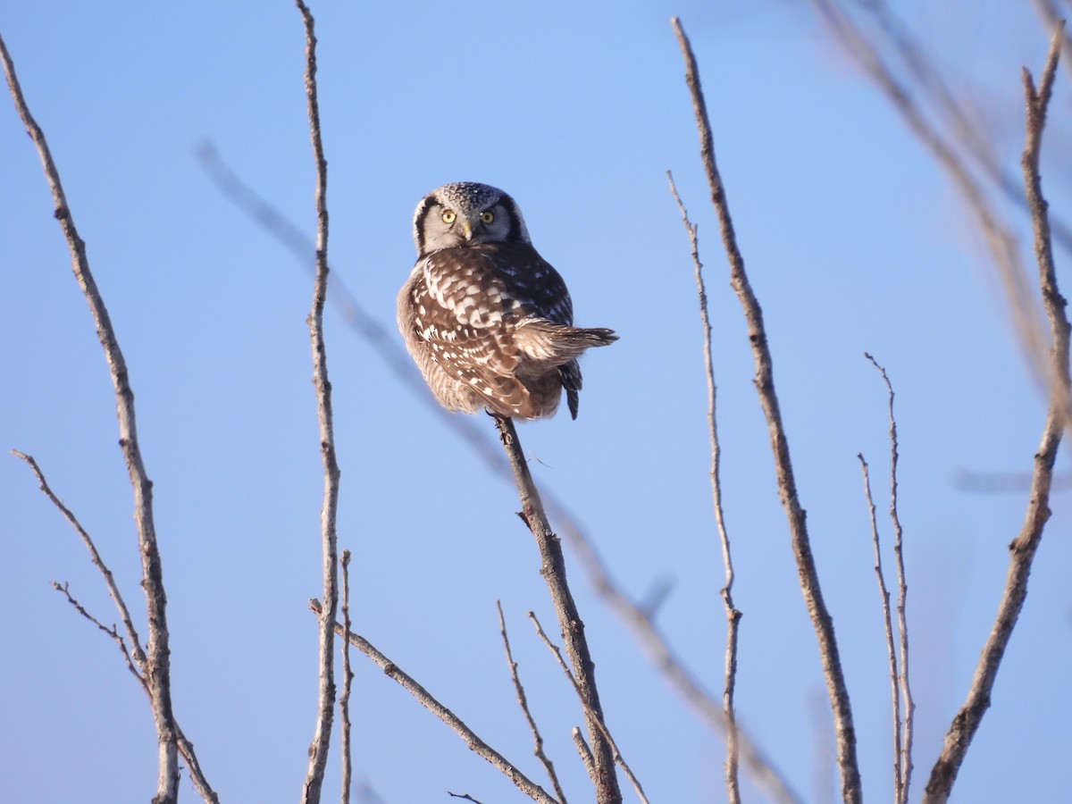 Northern Hawk Owl - ML646200838