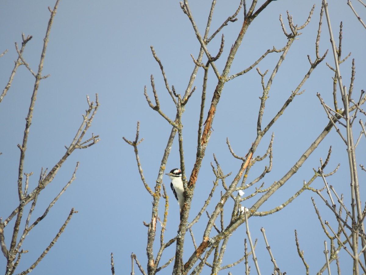 Downy Woodpecker - ML646200839