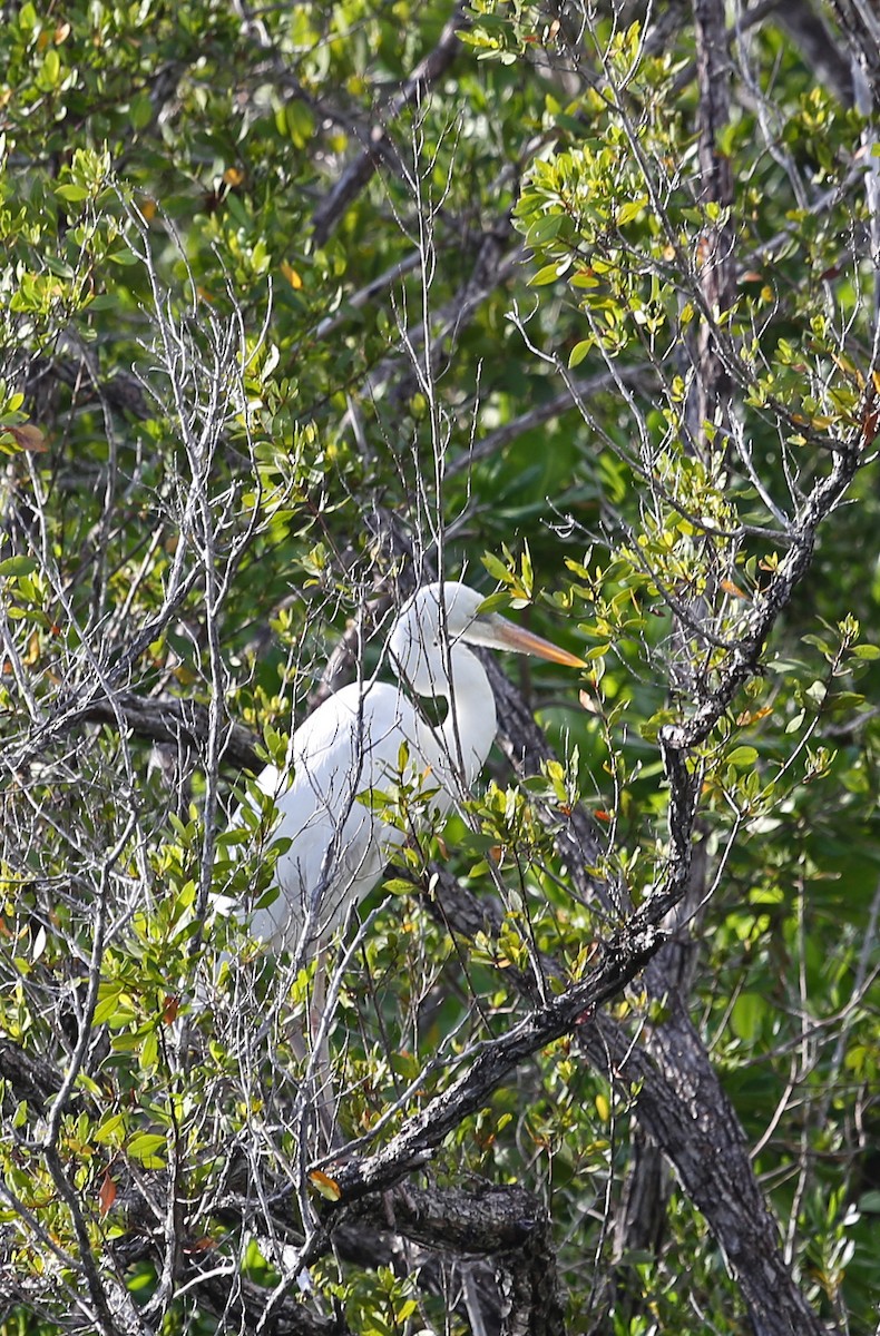 オオアオサギ（occidentalis） - ML646200840