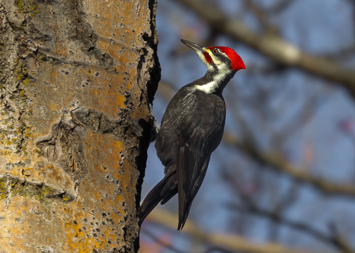 Pileated Woodpecker - ML646200842