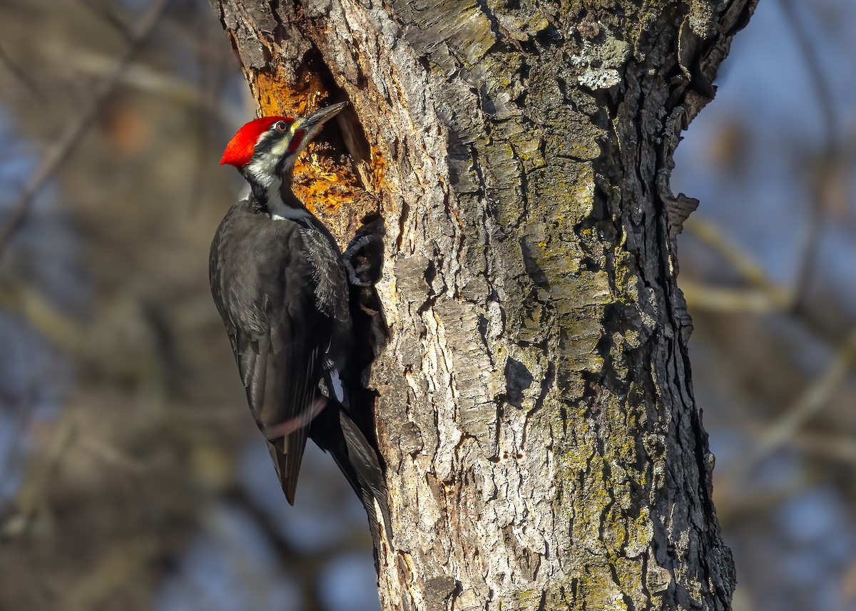 Pileated Woodpecker - ML646200843