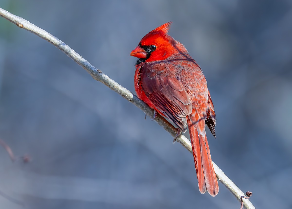 Northern Cardinal - ML646200851