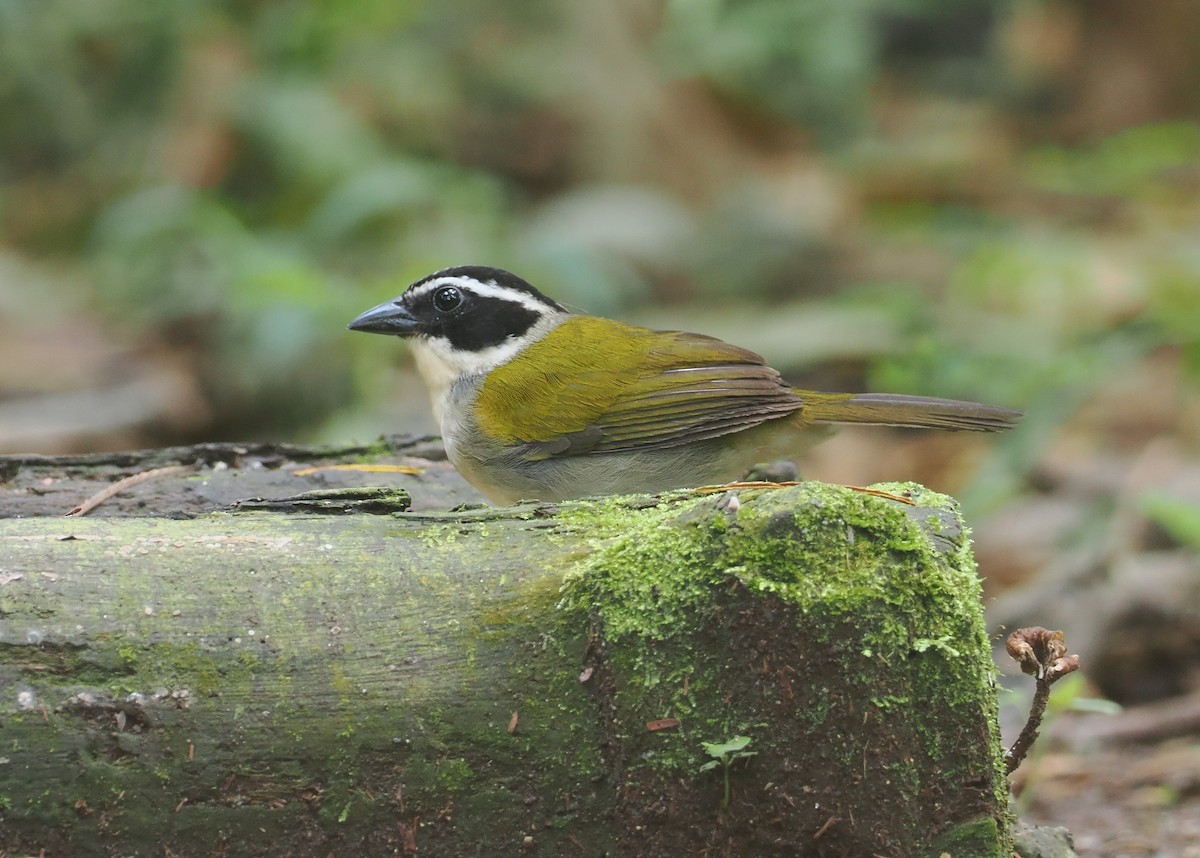Pectoral Sparrow - ML646200854