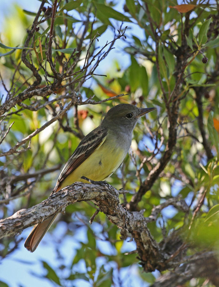 Sarı Karınlı Sinekkapan - ML646200859
