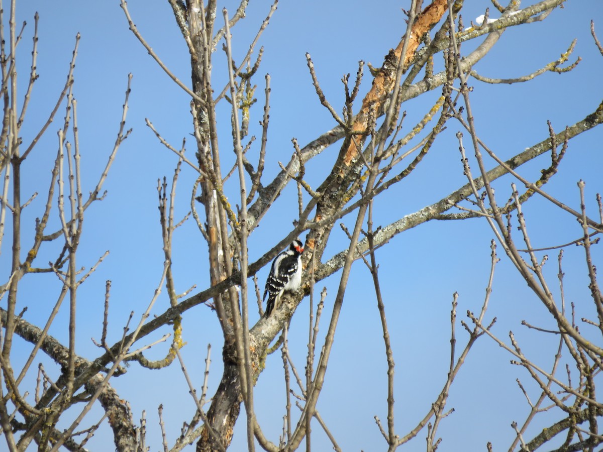 Hairy Woodpecker - ML646200861