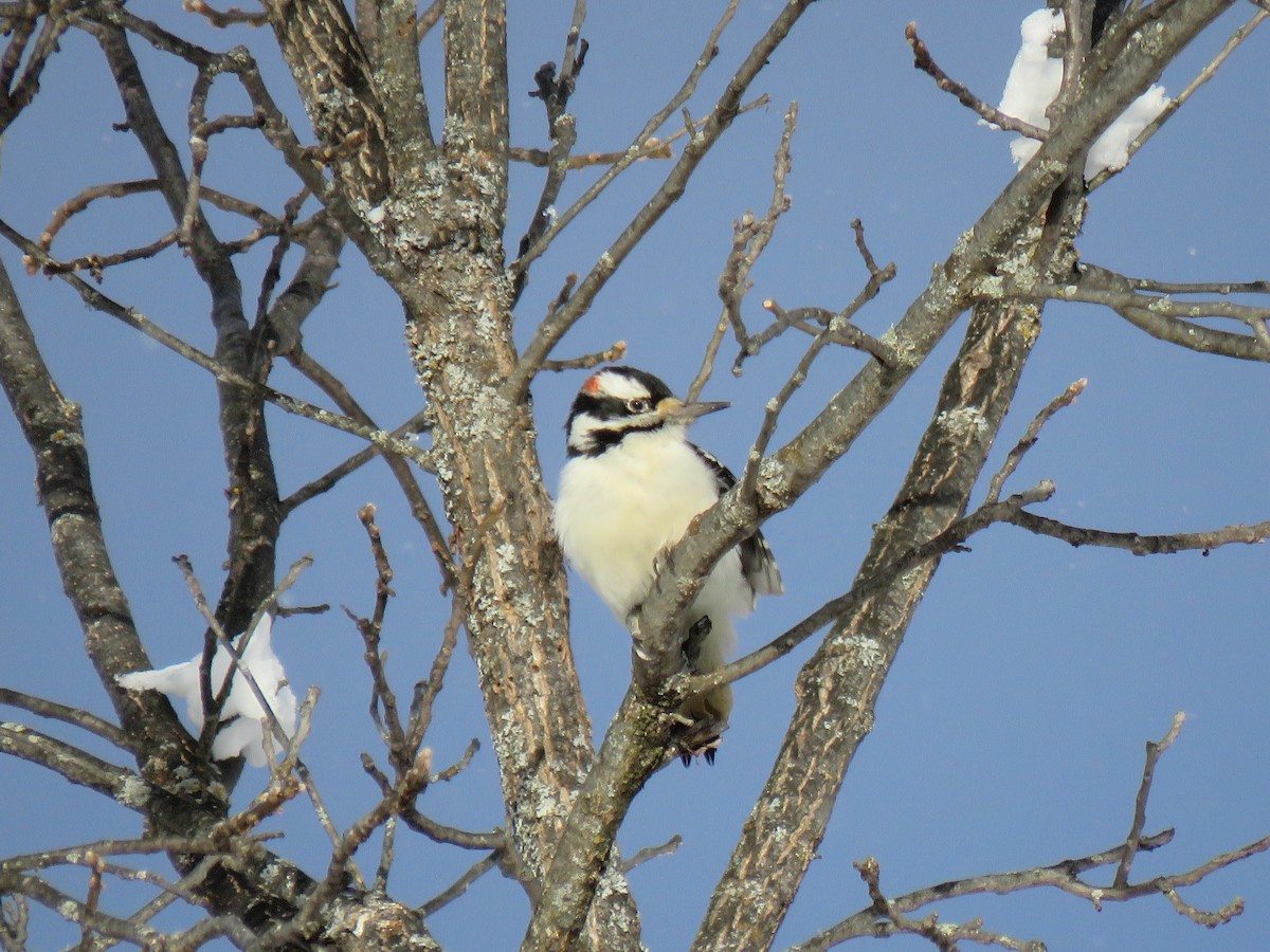 Hairy Woodpecker - ML646200862